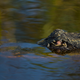 Image for article titled Shooting Challenge Free For All Gallery 2